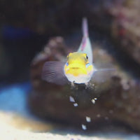 Golden Head Sleeper Goby (Valenciennaea Strigata)
