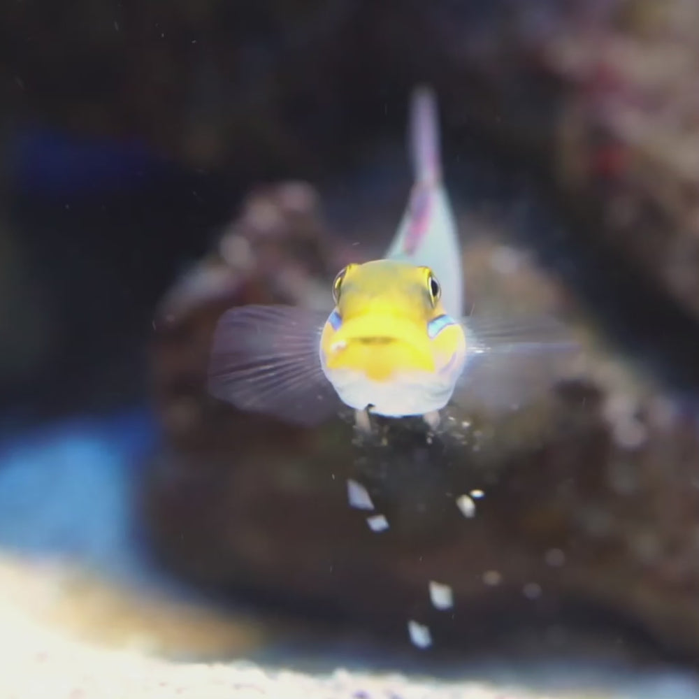 Golden Head Sleeper Goby (Valenciennaea Strigata)