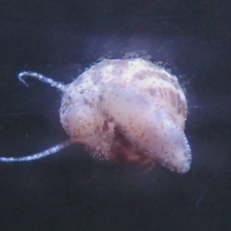 Mini Turbo Collonista Snails (Self-Reproducing)