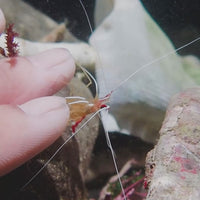 Scarlet Skunk Cleaner Shrimp
