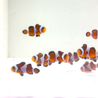 Mocha Clownfish (Aquacultured)
