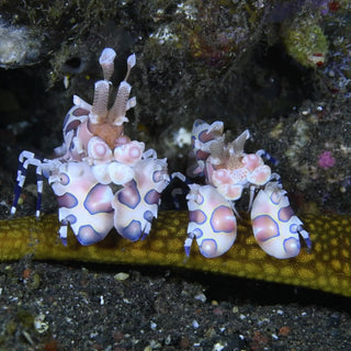 Harlequin Shrimp