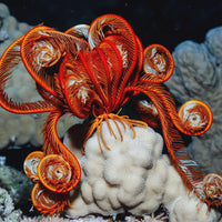 Trojan Gold Featherstar Starfish
