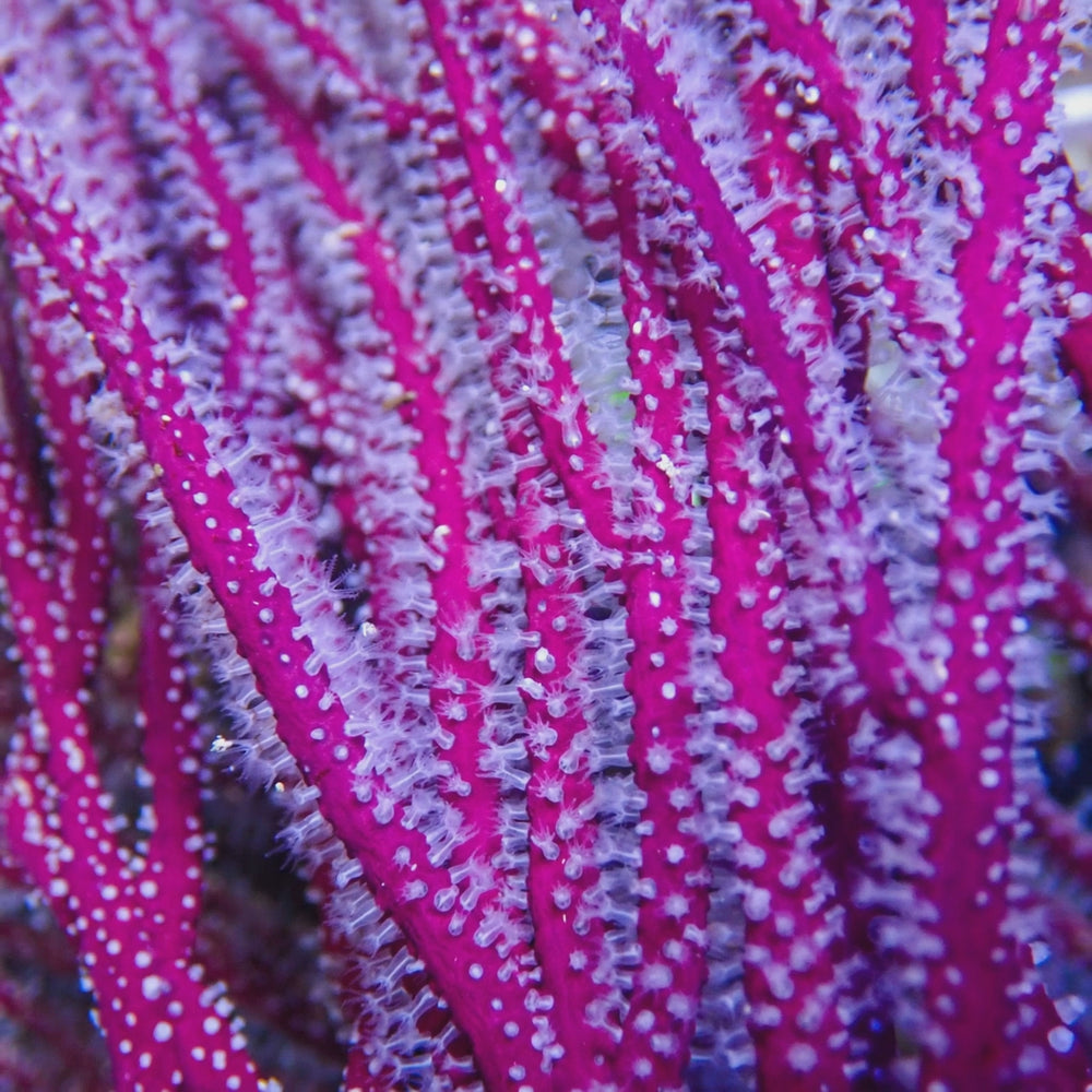 Maroon Sea Finger Gorgonian