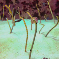 Splendid Garden Eel (10-12") (Special Deal!)
