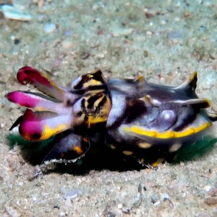 Flamboyant Cuttlefish (1.5-3")
