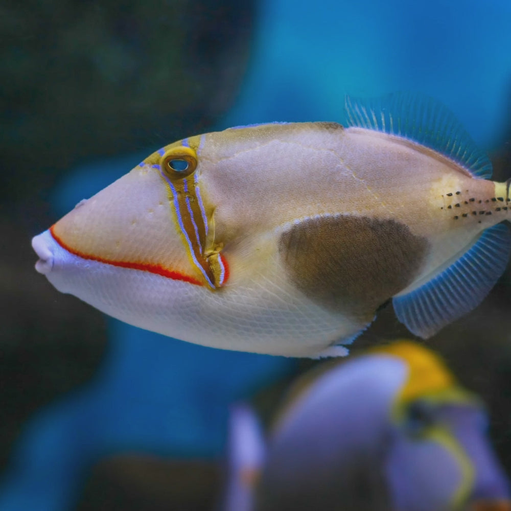 Bursa Triggerfish (1-2