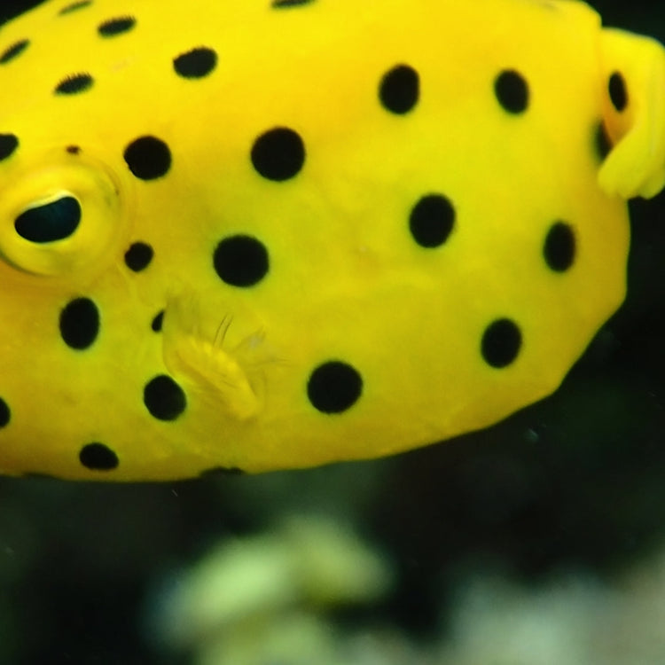 Yellow Boxfish