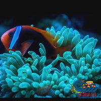 Green Bubble Tip Anemone
