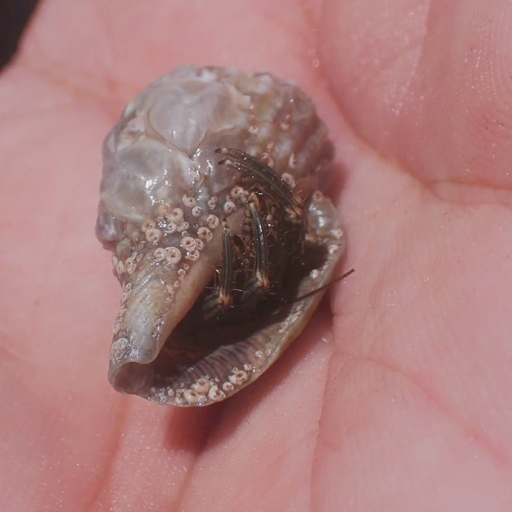 Pacific Hairy Hermit Crab (0.75-1