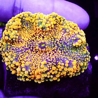 WYSIWYG Large Orange Solomon Islands Ricordea Yuma Mushroom (1.5-2”) (Ym39)
