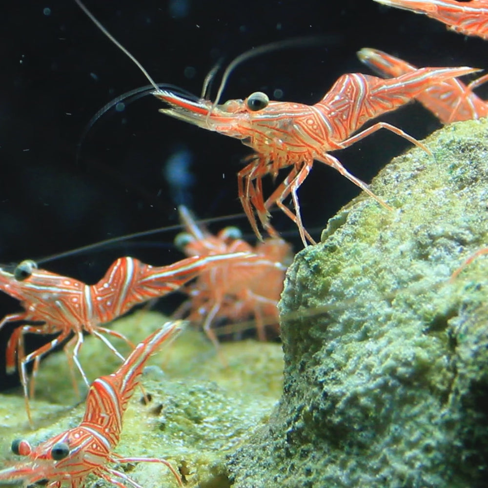 Candy Cane Shrimp