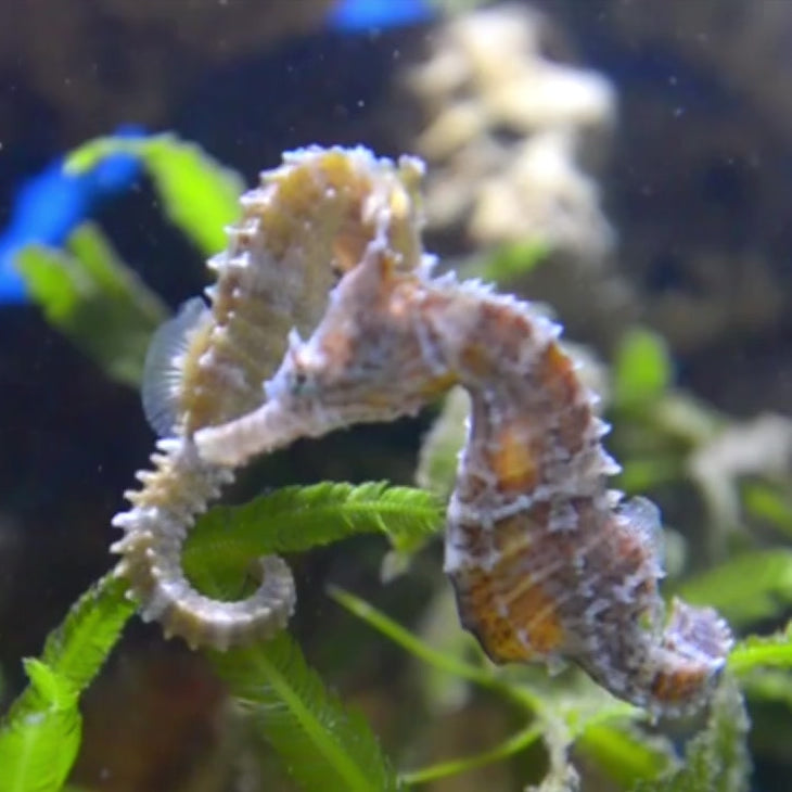 Dwarf Seahorse