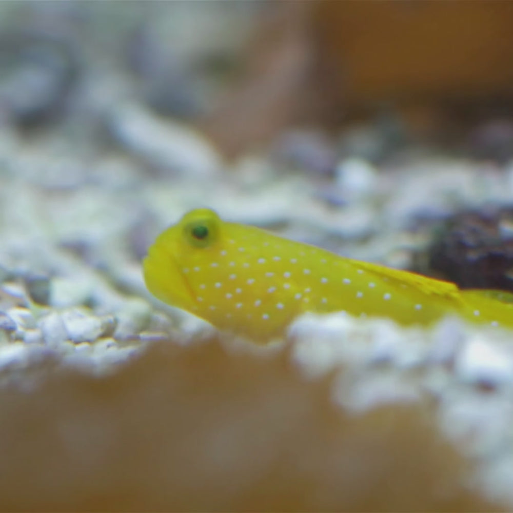 Yellow Watchman Prawn Goby