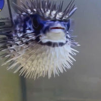 Blue Pelagic Porcupine Puffer (Very Rare)
