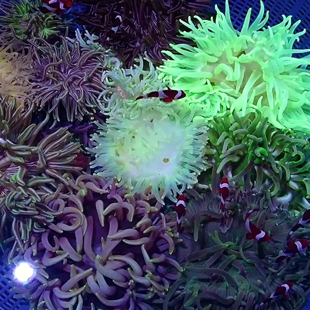 Assorted Long Tentacle Anemones (3 Anemones)