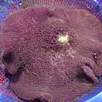 WYSIWYG XL Giant Mertens Carpet Anemone (14-16”)
