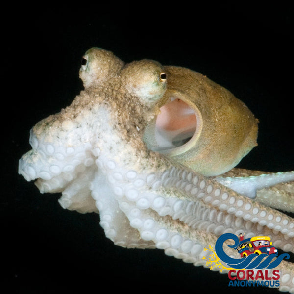 Prickly Octopus (Abdopus Aculeatus) Fish