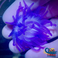 Pure Blue Long Tentacle Anemone (1-2) Longtentacleanemone
