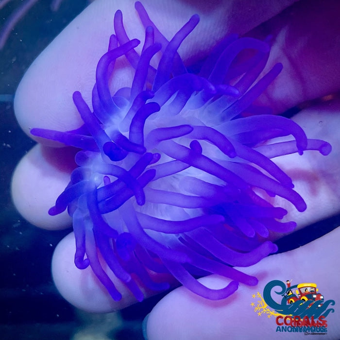 Pure Blue Long Tentacle Anemone (1-2) Longtentacleanemone