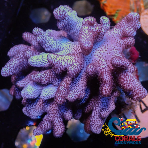 Cookies And Cream Cauliflower Colt Coral Colony Softcoral