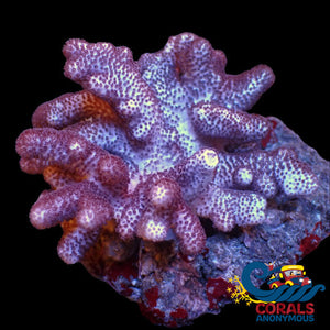 Cookies And Cream Cauliflower Colt Coral Colony Softcoral