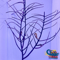 Purple Frilly Gorgonian (6-7 Tree Colony) Gorgonian

