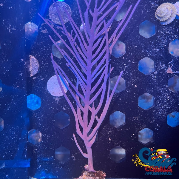 Purple Frilly Gorgonian (6-7 Tree Colony) Gorgonian