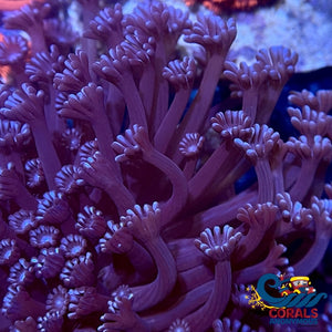 Purple Goniopora (0.5-1 Frag) Goniopora