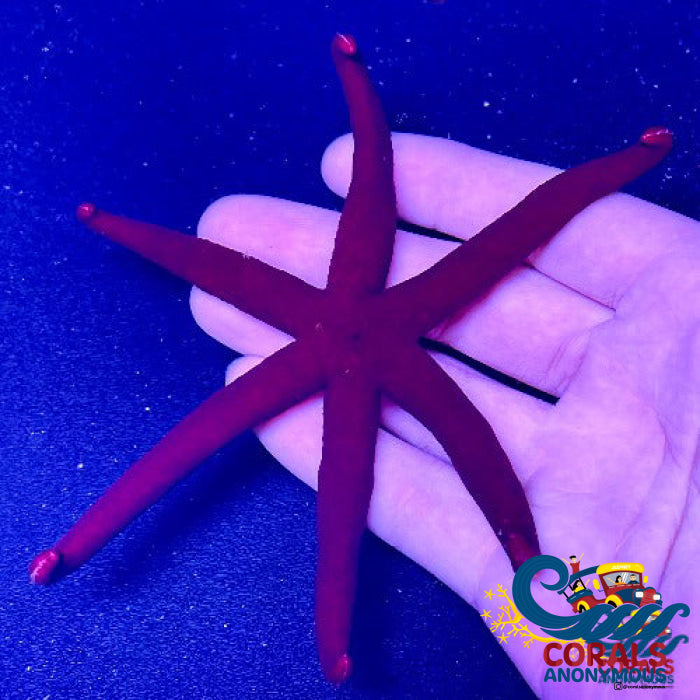 Purple Linckia Starfish Starfish