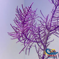 Purple Plume (Purple Brush) Gorgonian (5-7 Tree Colony) Gorgonian