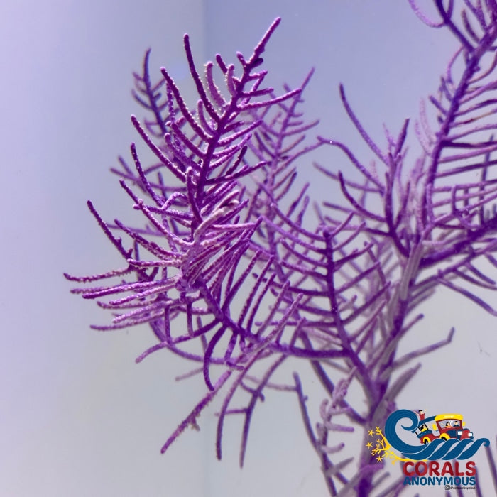 Purple Plume (Purple Brush) Gorgonian (5-7 Tree Colony) Gorgonian
