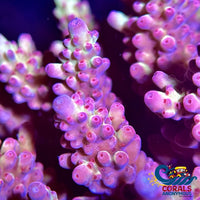 Purple Rain Acropora (1 Frag) Acropora