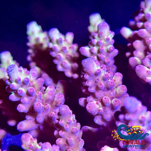 Purple Rain Acropora (1 Frag) Acropora