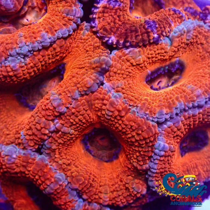 Purple Rimmed Red Acans (2-3 Polyps) Acans