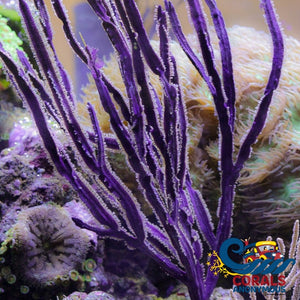 Purple Sea Blade Gorgonian (5-7) (Pterogorgia Guadlupensis) (S8) Gorgonian