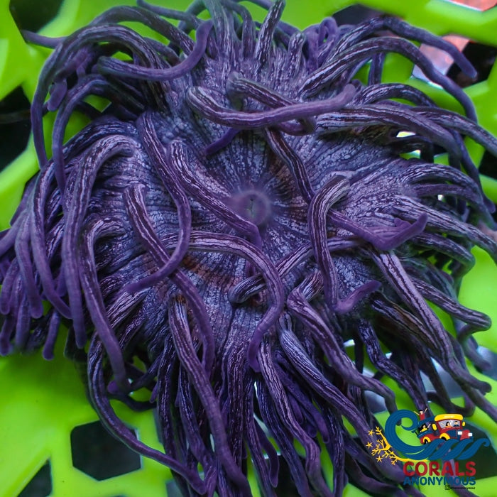 Purple Shatter Star Long Tentacle Anemone | Corals Anonymous