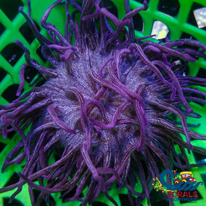 Purple Shatter Star Long Tentacle Anemone (5-7) (Ae 2) Longtentacleanemone