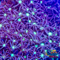 Purple Star Polyp (1 Frag) Softcoral