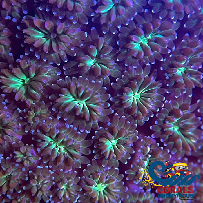 Purple Tip Emerald Galaxea (1 Frag) Galaxea