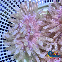 Purple Tip Snow Globe Bubble Anemone Bubbletipanemone