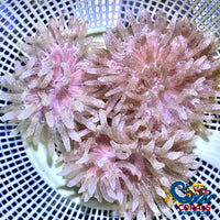 Purple Tip Snow Globe Bubble Anemone Bubbletipanemone
