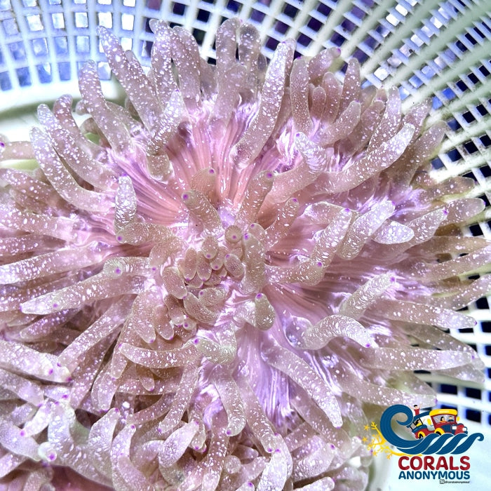 Purple Tip Snow Globe Bubble Anemone Bubbletipanemone