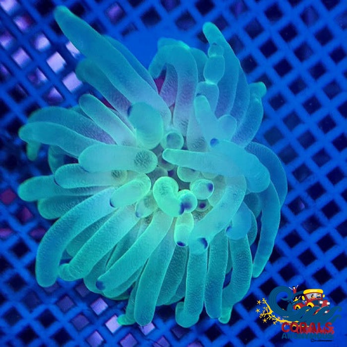 Blue Tip Specter Condy Anemone (2-3) Condyanemone