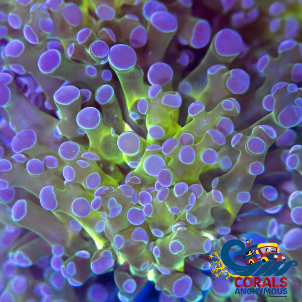 Purple Tip Yellow-Mouth Green Frogspawn Frogspawn