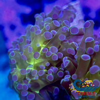 Purple Tip Yellow-Mouth Green Frogspawn Frogspawn
