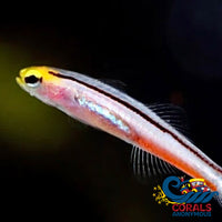 Pygmy Dart Dwarf Goby (Aioliops Metastigma) Fish