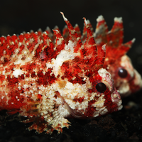 Pygmy Red Rooster Waspfish (1.5-3") *Poisonous*