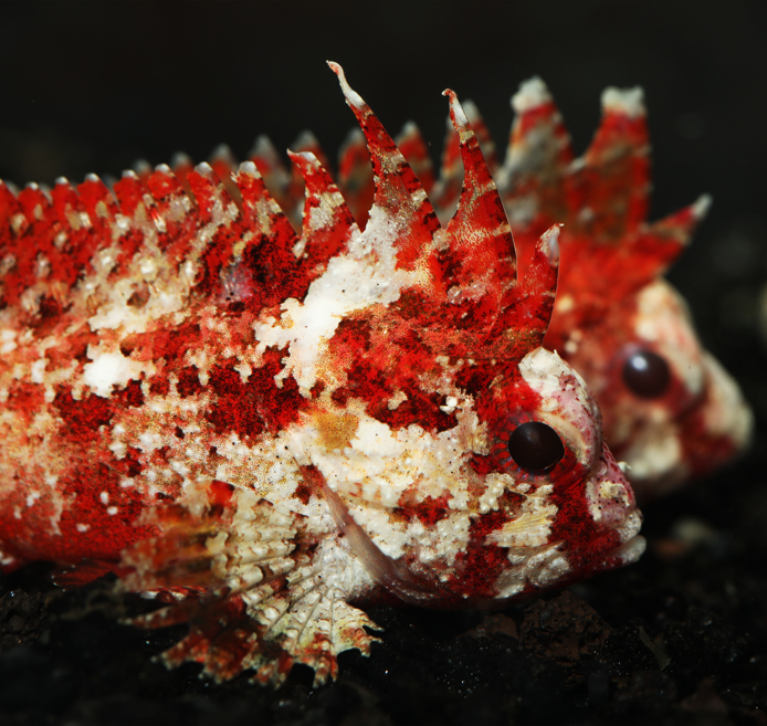 Pygmy Red Rooster Waspfish (1.5-3