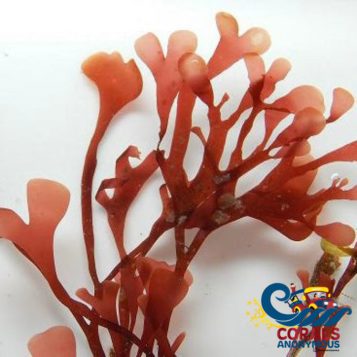 Red Long Macroalgae (Rhodymenia Sp.) (S8) Macroalgae